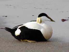 Photo: Common eider