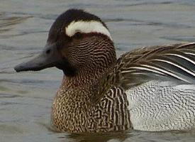 Photo: Garganey