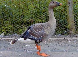 Photo: Bean goose