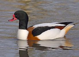 Photo: Common shelduck