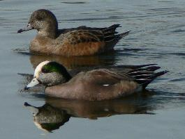 Photo: American wigeon