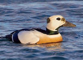 Photo: Eider de steller