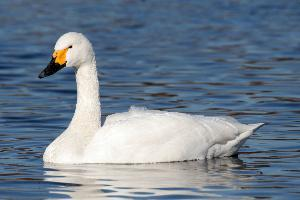 Photo: Tundra swan