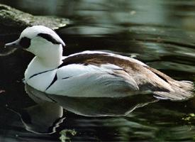 Photo: Smew