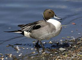 Photo: Pintail