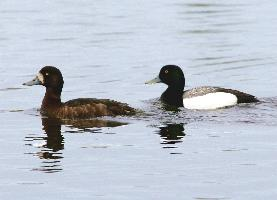 Photo: Greater scaup