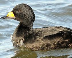 Photo: Common scoter