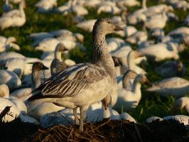 Photo: Snow goose