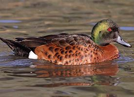 Photo: Chestnut teal