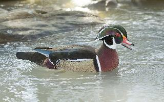 Photo: Wood duck