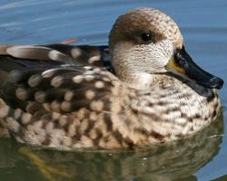 Photo: Marbled duck