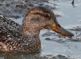 Photo: Eurasian teal