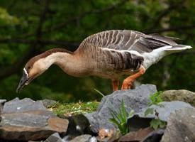 Photo: Swan goose