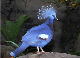 Photo: Victoria crowned pigeon