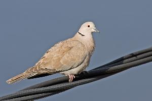 Photo: Eurasian collared dove