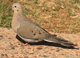 Photo: Mourning dove