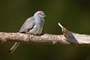 Photo: Diamond dove