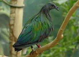 Photo: Nicobar pigeon