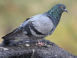 Photo: Domestic pigeon