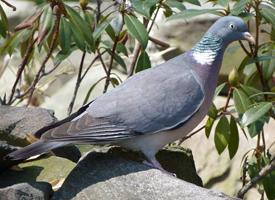 Photo: Stock dove