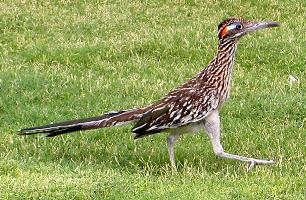 Photo: Greater roadrunner