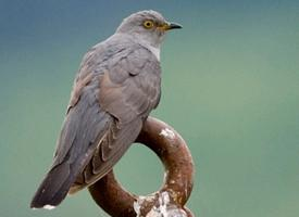 Photo: Common cuckoo