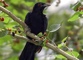 Photo: Asian koel