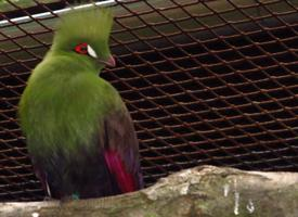 Photo: Guinea turaco