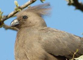 Photo: Touraco concolore