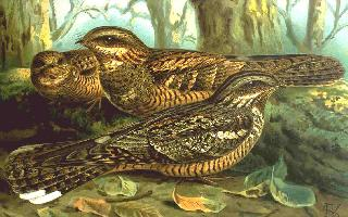 Photo: European nightjar