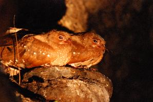 Photo: Oilbird