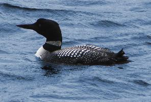 Photo: Common loon