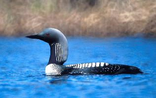 Photo: Pacific loon