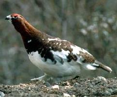 Photo: Willow ptarmigan