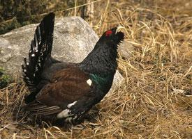 Photo: Western capercaillie