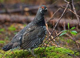 Photo: Spruce grouse