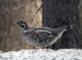 Photo: Hazel grouse