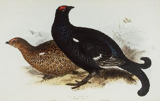 Photo: Black grouse