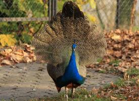 Photo: Indian peafowl