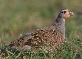 Photo: Grey partridge