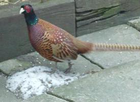 Photo: Common pheasant