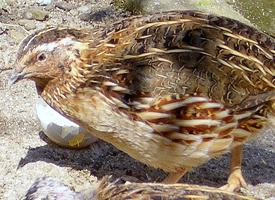 Photo: Common quail