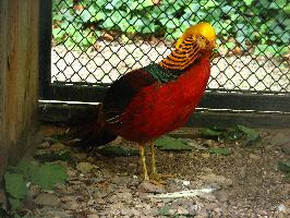 Photo: Golden pheasant