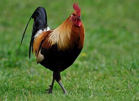 Photo: Red junglefowl