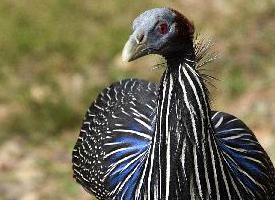 Photo: Vulturine guineafowl