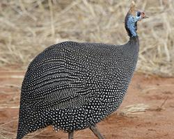 Photo: Helmeted guineafowl