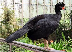 Photo: Wattled curassow