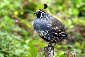 Photo: California quail