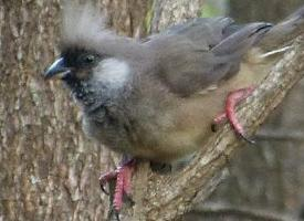 Photo: Speckled mousebird