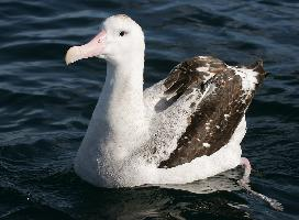 Photo: Wandering albatross